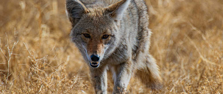 best_coyote_choke_tubes