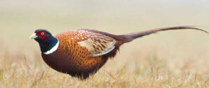 best-pheasant-choke-tubes-hunting