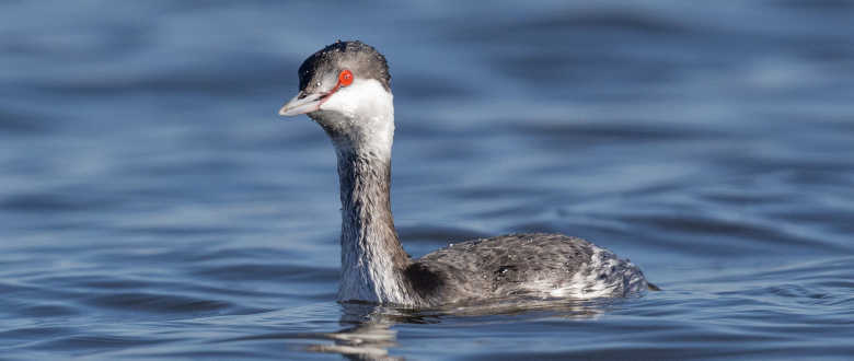 grebe_duck_hunting