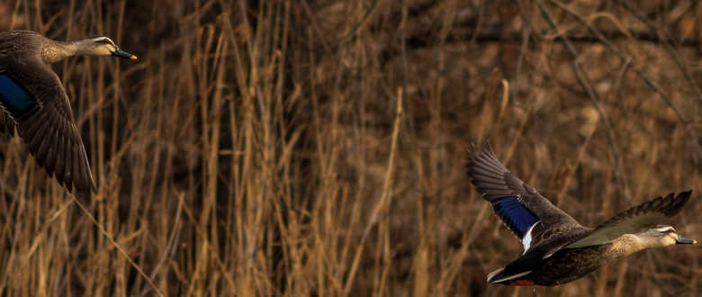 Browning-BXD-Waterfowl-ammo