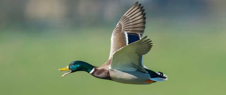 best-choke-benelli-nova