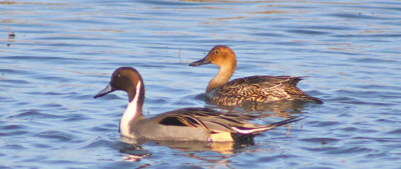 best-choke-charles-daly