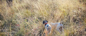 best-choke-chukar-hunting
