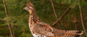 best-choke-grouse-hunting