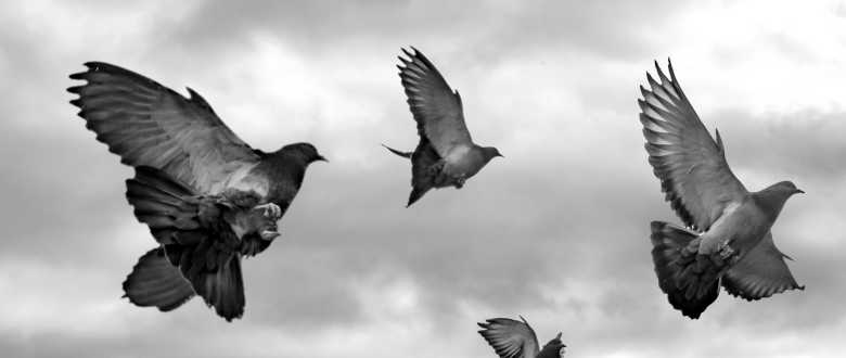best-choke-pigeon-hunting