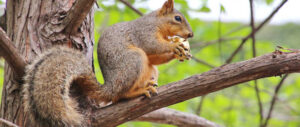 best-choke-squirrel-hunting