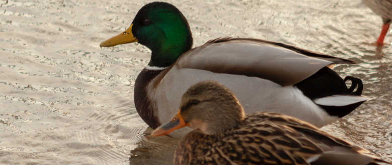 best-choke-stoeger-P3000