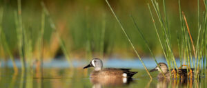best-choke-teal-hunting