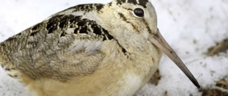 best-choke-woodcock-hunting