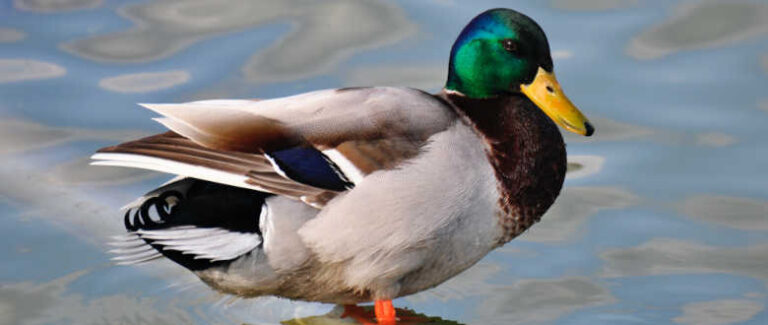 Top 3 Waterfowl Choke Tubes for the Browning A5 - WaterfowlChoke