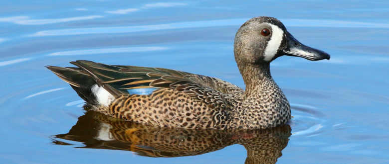 blue-winged-teal-harvest-study