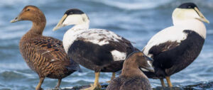 eider-harvest-study