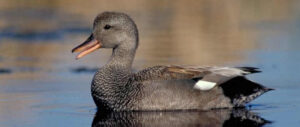 gadwall-harvest-study