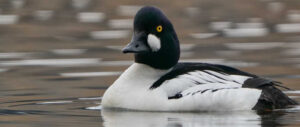 goldeneye-harvest-study