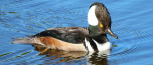 hooded-merganser-harvest-study