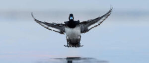 lesser-scaup-harvest-study