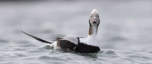 long-tailed-duck-harvest-study