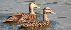 mottled-duck-harvest-study