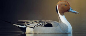 northern-pintail-harvest-study