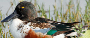 northern-shoveler-harvest-study