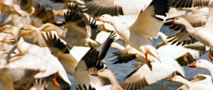 ross-goose-harvest-study