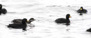 scoter-harvest-study
