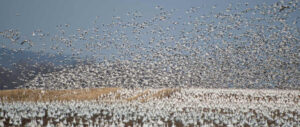 snow-goose-harvest-study