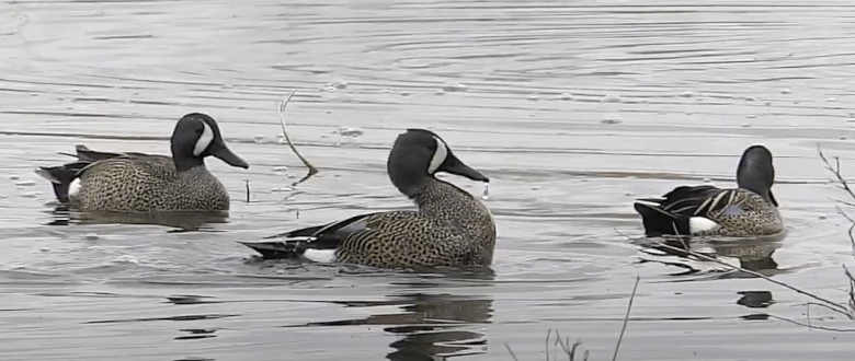 states-that-shoot-the-most-blue-winged-teal