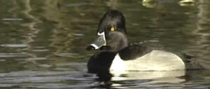 states-that-shoot-the-most-ring-necked-ducks