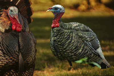 turkey-decoy-for-hunting