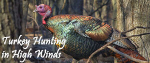turkey-hunting-in-high-winds