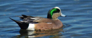 wigeon-harvest-study