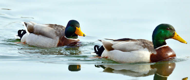 ducks-float-when-they-are-shot