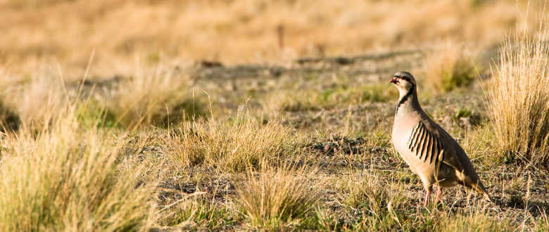 best-choke-chukar-hunting