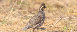 best-choke-quail-hunting