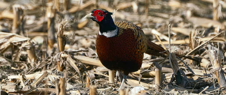 best-choke-tube-federal-flyer-pigeon-ammo