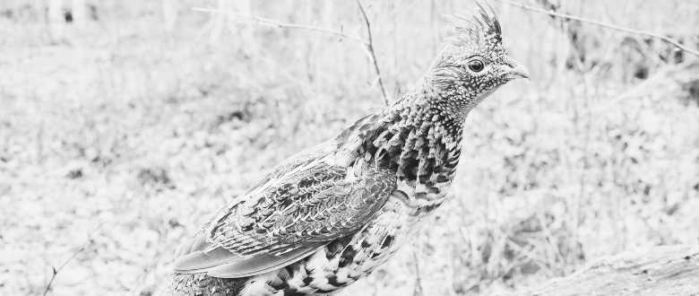 grouse hunting requires medium range choke tubes that work well with both steel and lead shot.