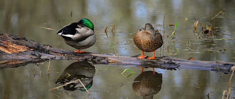 will-mallards-land-in-teal-decoys