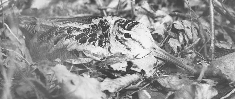 woodcock-hunting