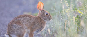 best-chokes-for-rabbit-hunting