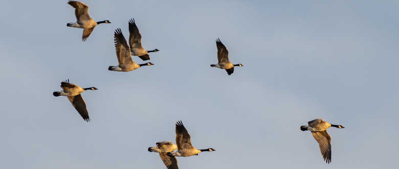 top-zink-goose-calls