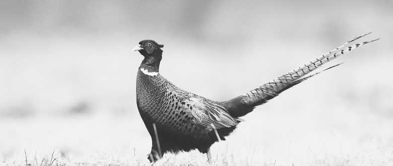 best-choke-benelli-super-sport-ii