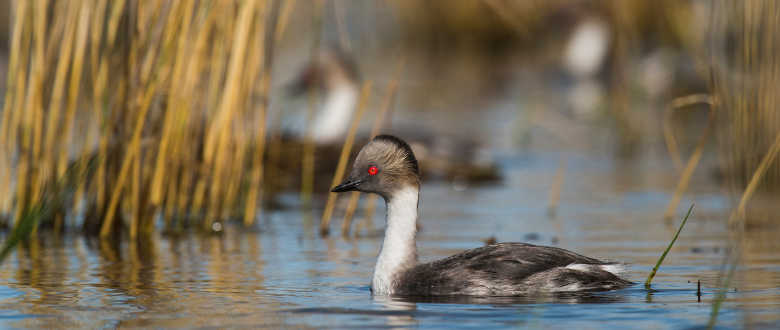 Grebe swimming on water.