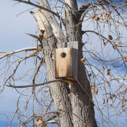 wood-duck-box