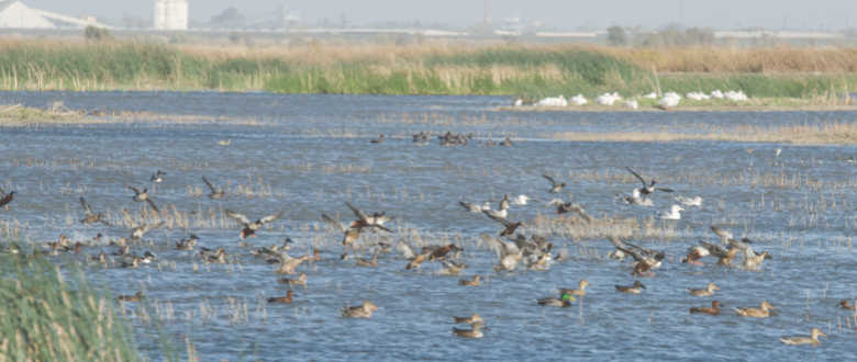 ducks-roost-at-635-in-the-evening