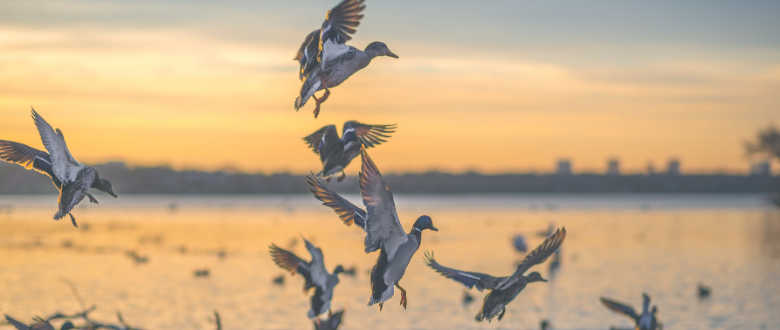what-time-do-ducks-roost-in-the-evening