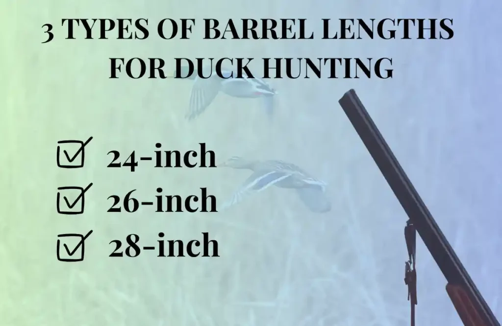 shotgun barrel lengths for duck hunting with 24-inch, 26-inch, and 28-inch being the most popular