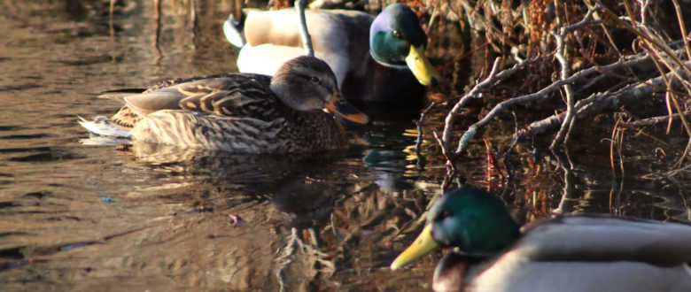 best-choke-tube-hatfield-sas