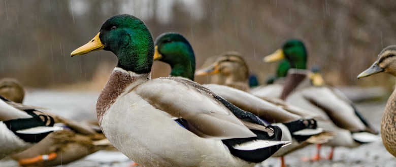 best-choke-tube-hatfield-pas