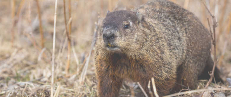 the best pellet sizes for hunting groundhog are lead #7.5 and 8 shot.